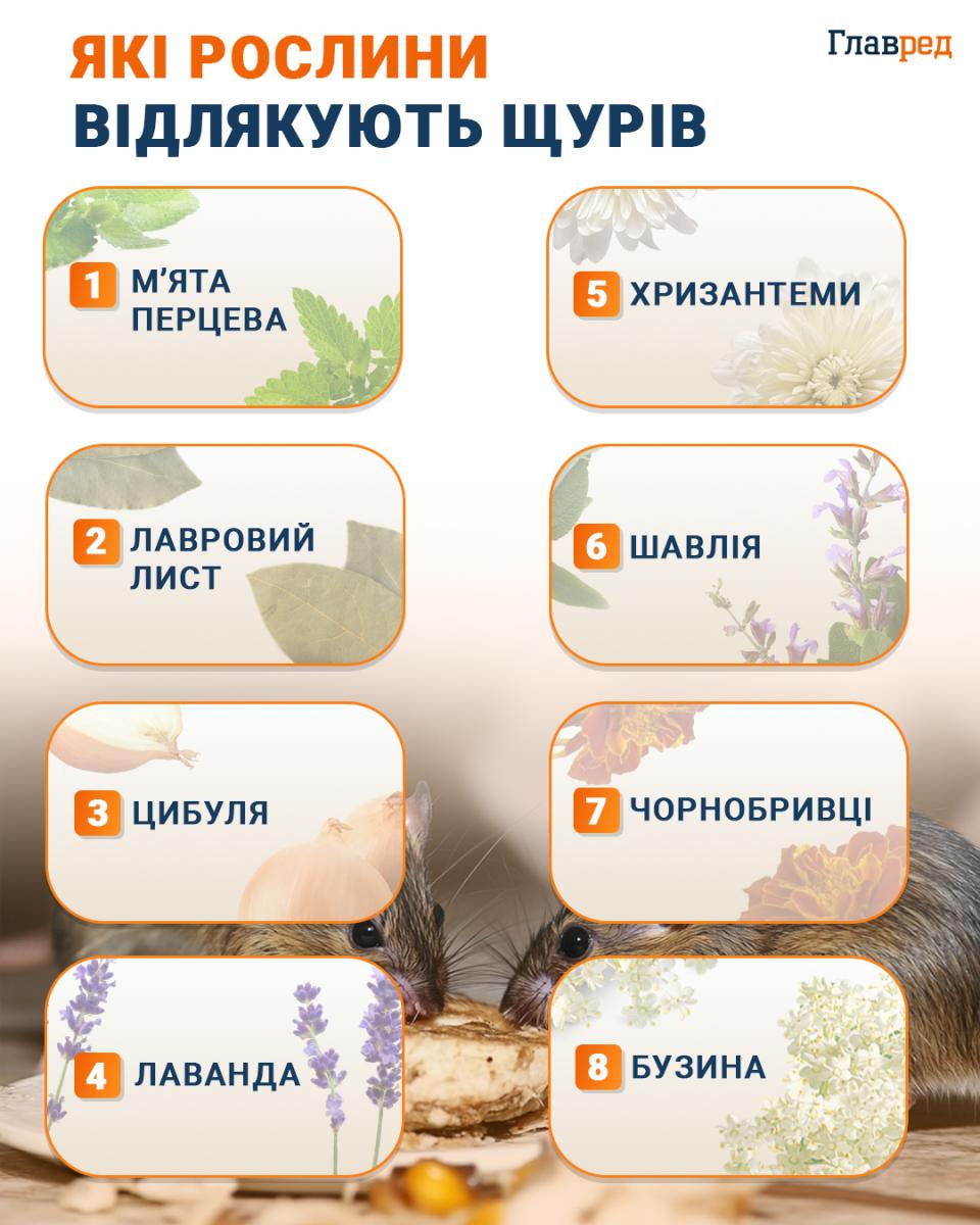 Kokie augalai atbaido žiurkes infografikas