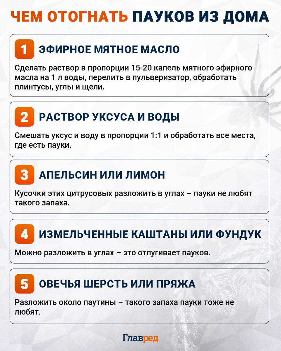 Kaip išvaryti vorus iš namų infografikas