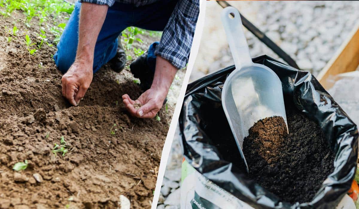 Trys šaukštai – ir agurkų daigai pradės augti: štai ką