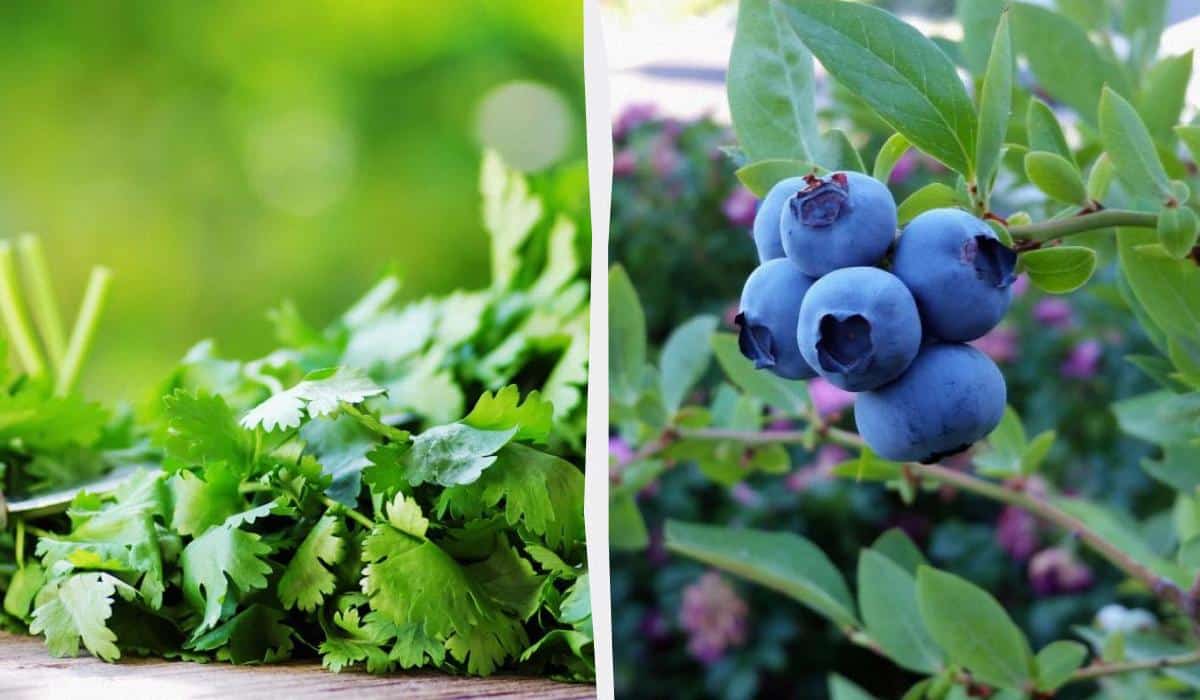 9 augalai, kuriuos visada turėtumėte auginti aukštose lysvėse: sodininkai nurodė