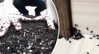 Jos išnyks iš namų visiems laikams: įvardyta geriausia skruzdžių kontrolės