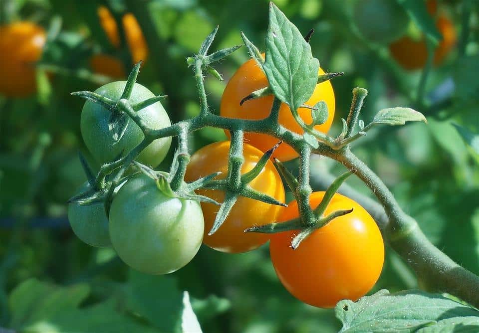 Kaip priversti pomidorus greitai paruduoti: 3 išbandyti būdai