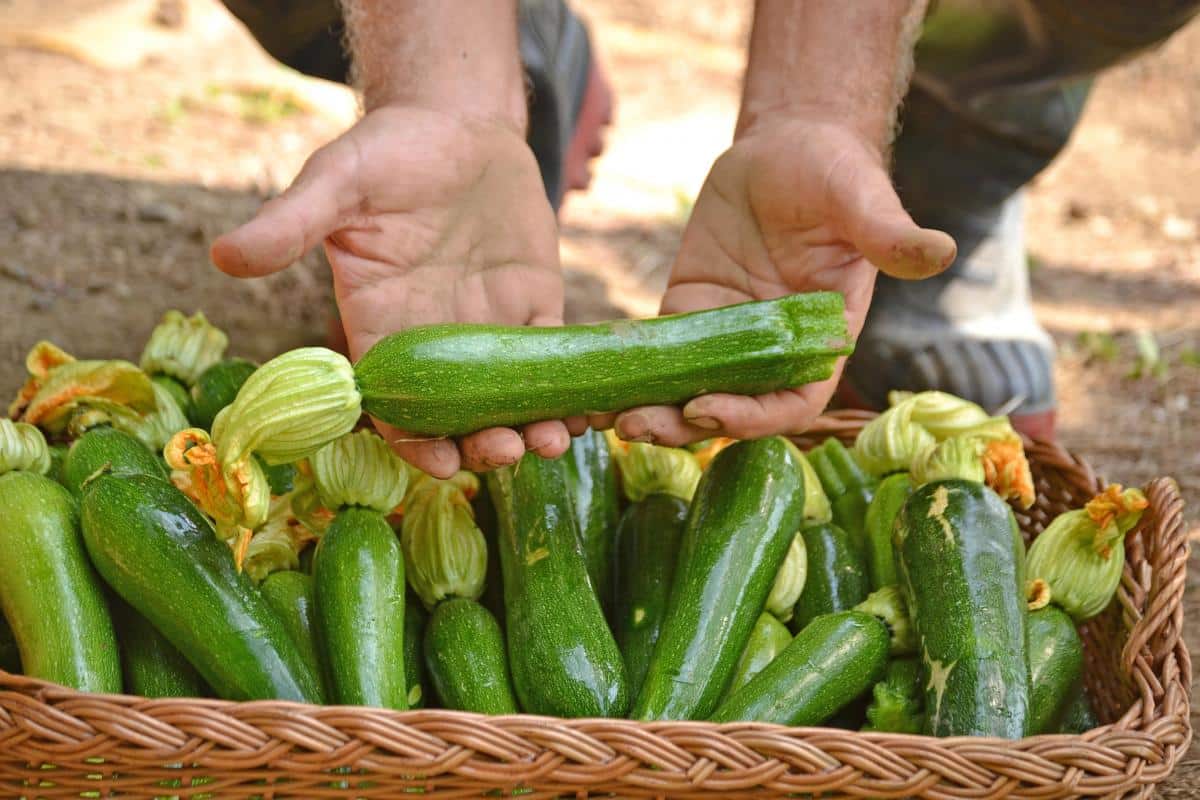 Kokių veislių cukinijos duoda didelį derlių: geriausių rinkoje esančių variantų