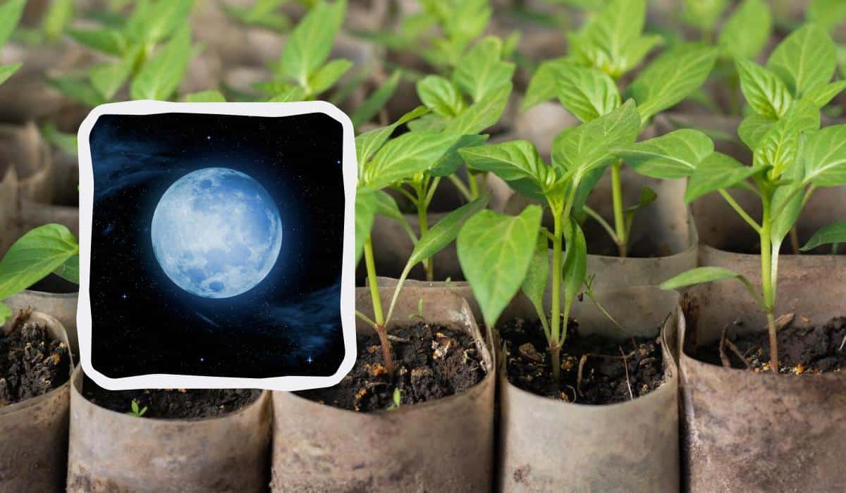 Šios dienos yra produktyviausios: ką ir kada sodinti 2025 m.