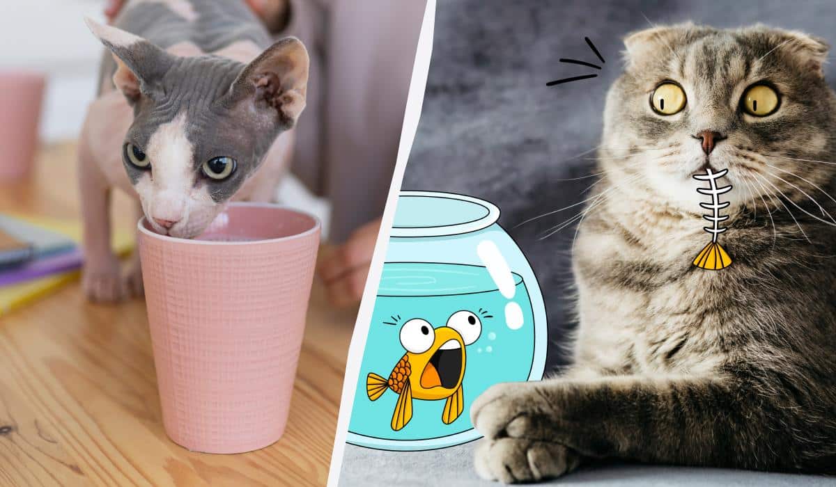 10 maisto produktų, kurių niekada negalima duoti katėms: nustebsite