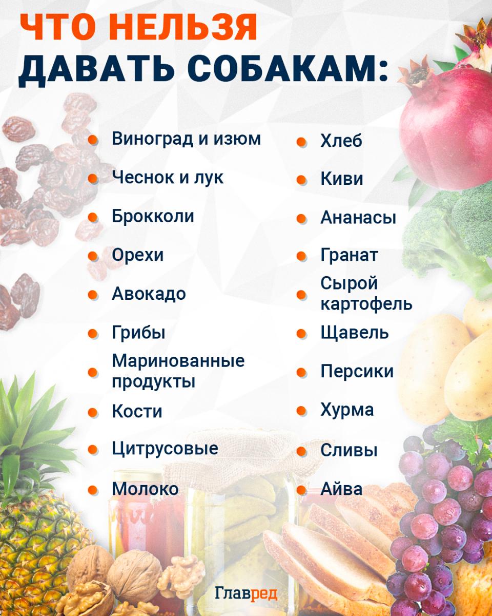 Ko neduoti šunims infografikas