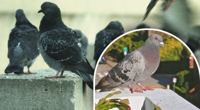 Balandžiai išskris ir nebegrįš, jei sode pakabinsite vieną paprastą daiktą.