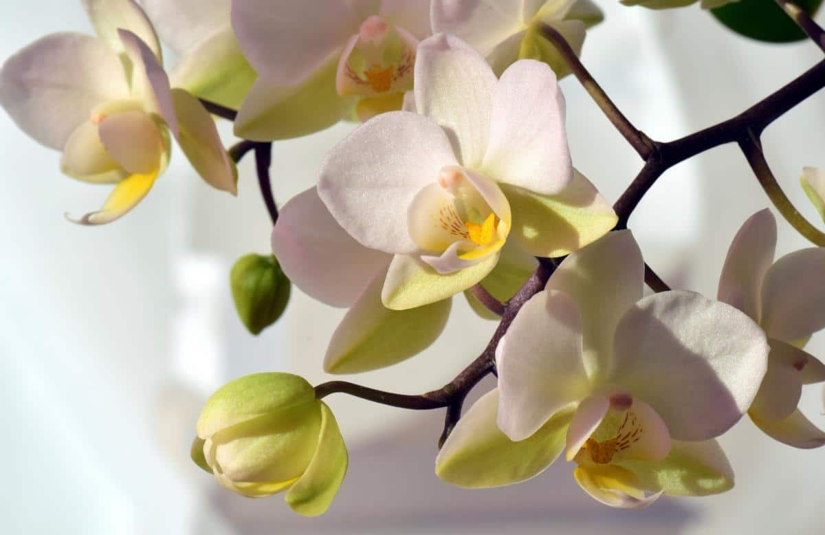 Dėl meilės ir grožio: kur pagal fengšui padėti orchidėją