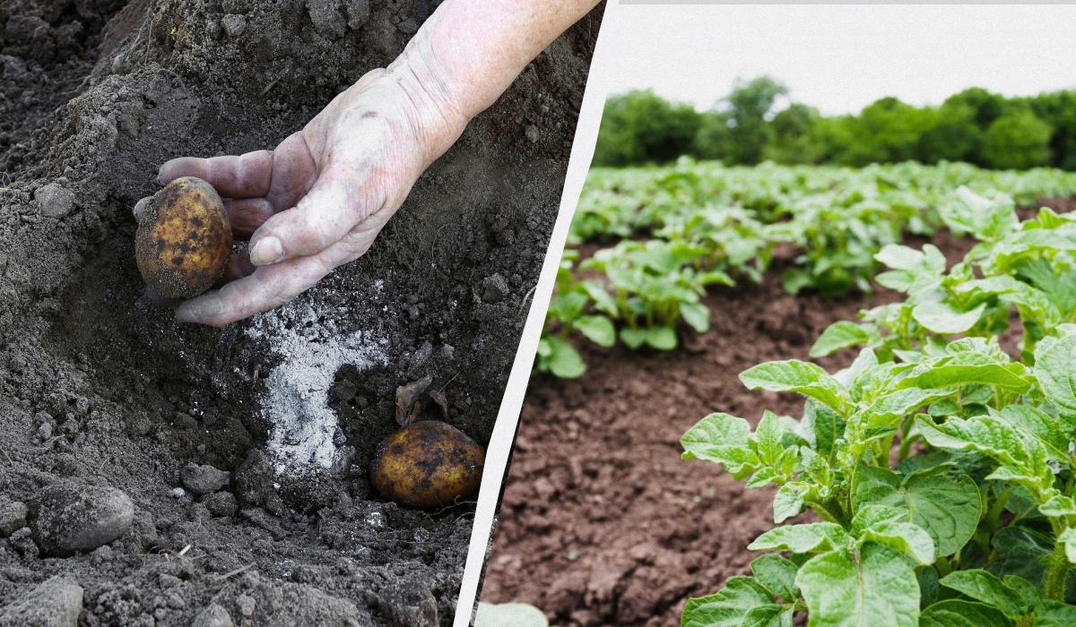 Jei norite nuimti bulvių derlių du kartus per sezoną, pelenų