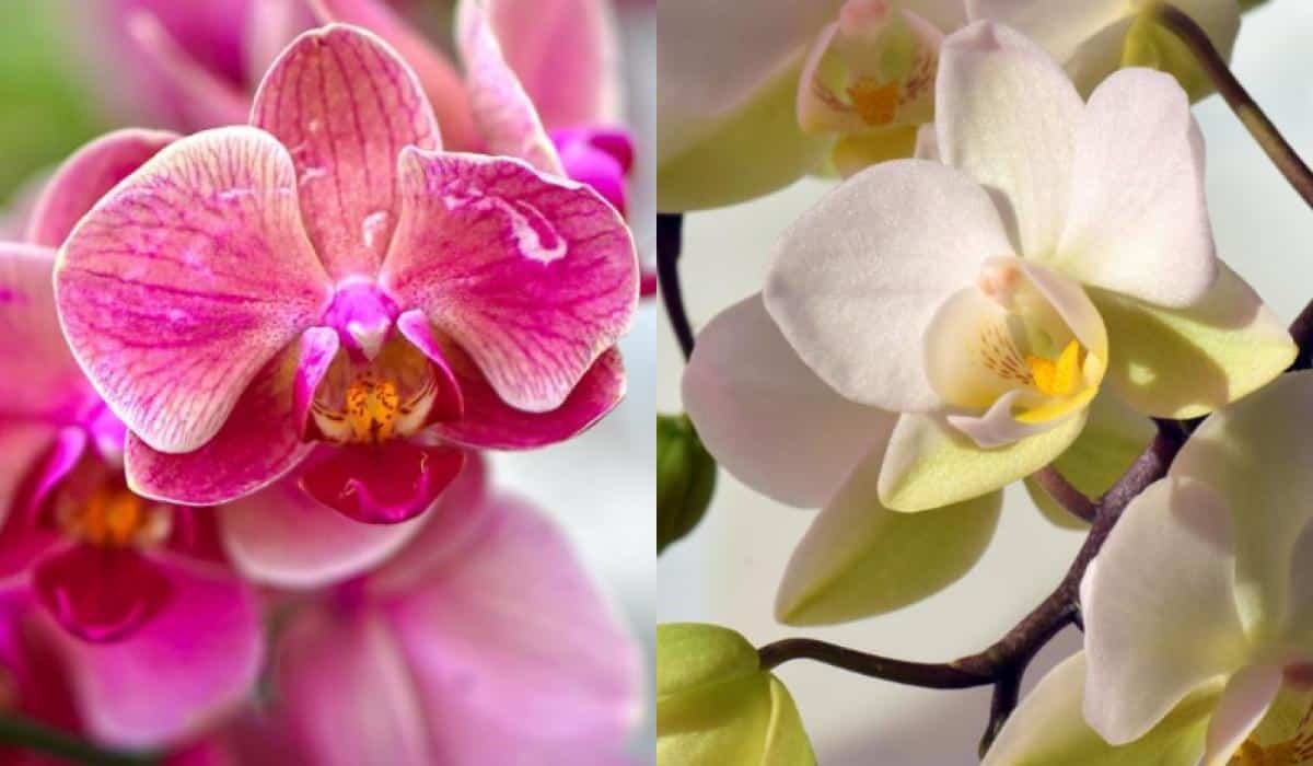 Kaip dažnai laistyti orchidėją, kad ji žydėtų dešimtmečius: visos sodininkų