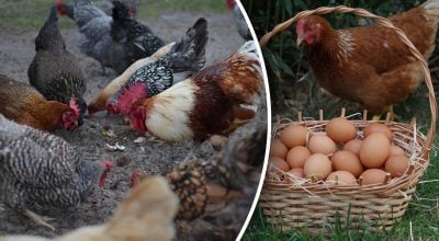 Kaip priversti viščiukus gulėti: geriausi patarimai ir liaudiški metodai