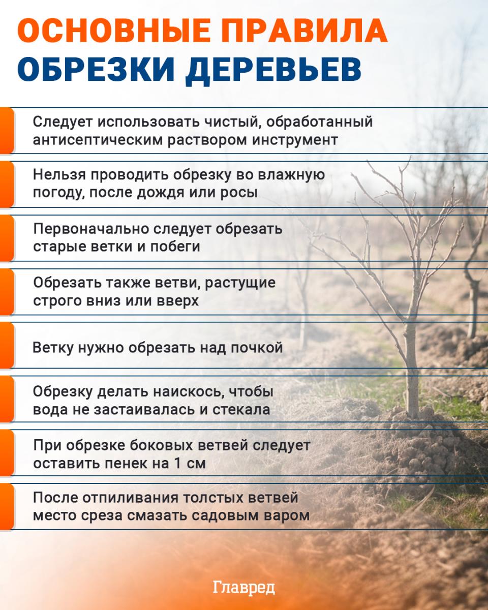Manos medžių genėjimo taisyklės infografikas