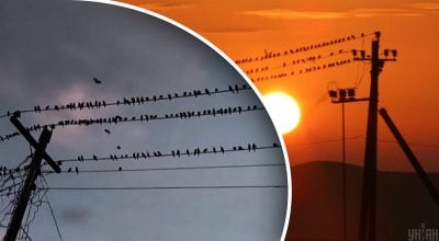 Neįtikėtina, bet tiesa: kodėl paukščiai iš tikrųjų nenukenčia nuo elektros