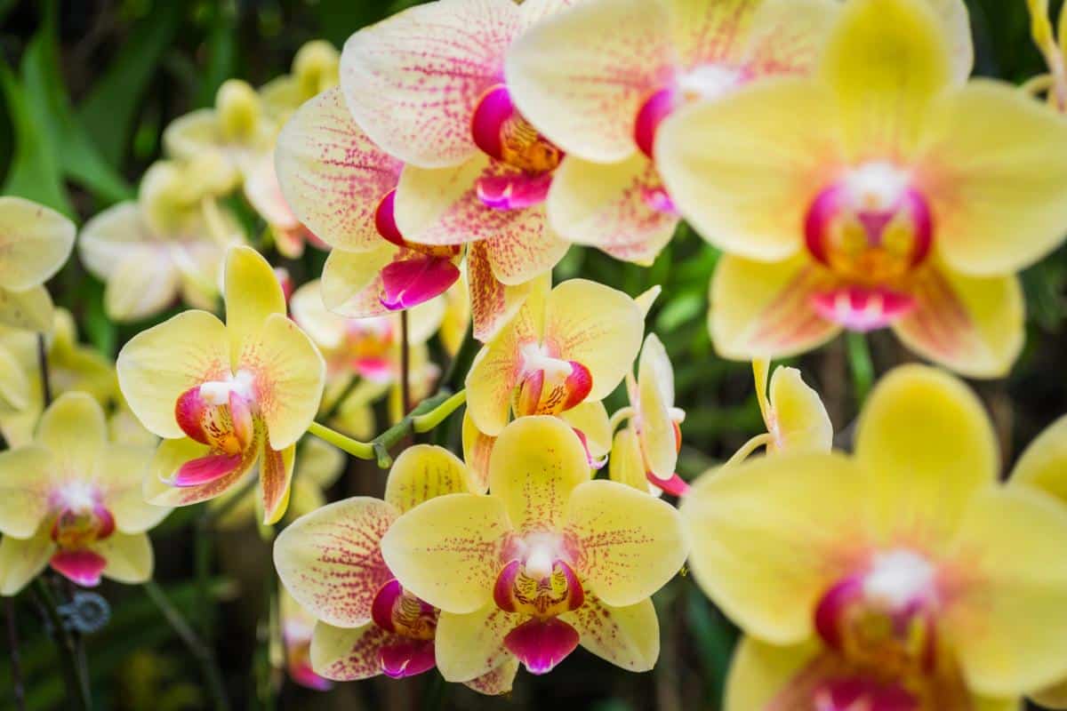 Orchidėja vešliai žydės antrą kartą, jei laistysite ją šia priemone: