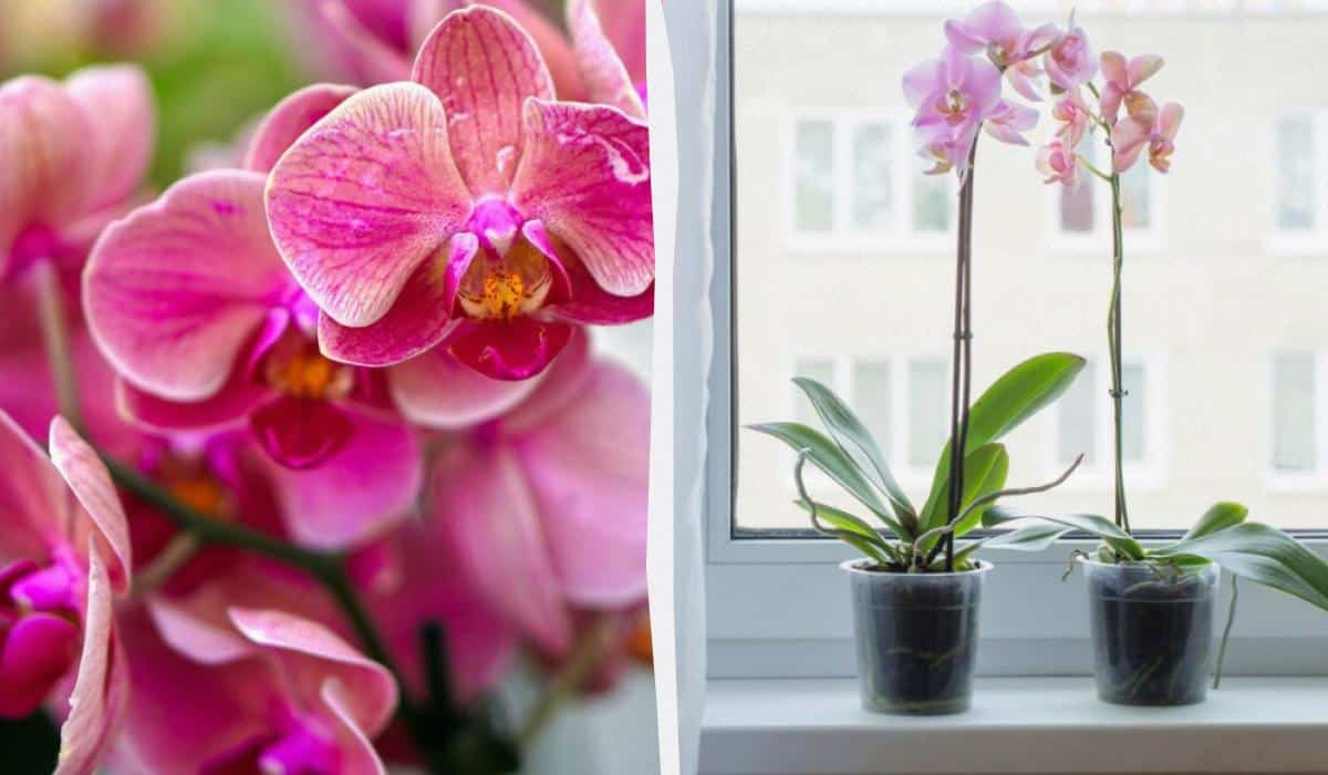 Orchidėjos nuolat džiugins dideliais žiedais: paprastos naminės trąšos augalams
