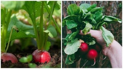 Patyrę sodininkai įdėjo slaptą priedą: kada ir kaip sėti ridikėlius