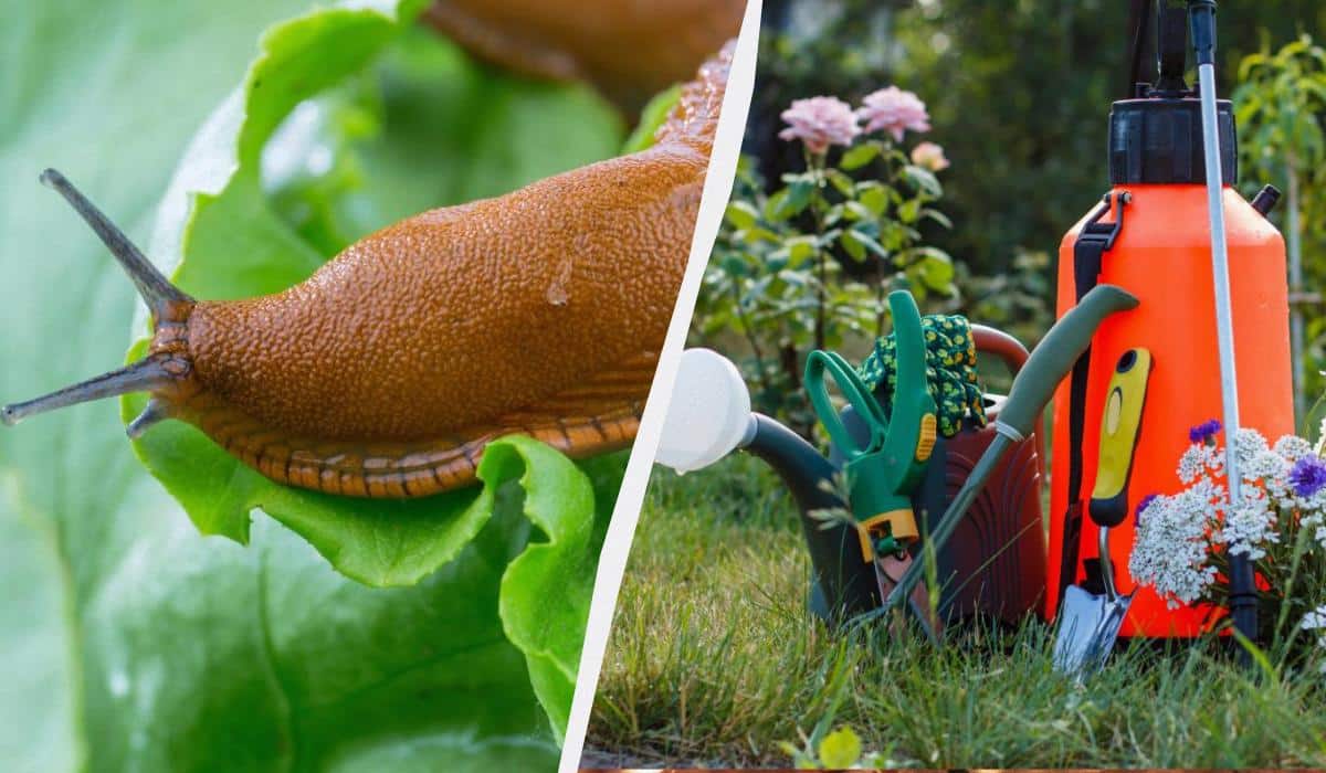 Šliužai šio produkto bijo kaip ugnies: kuo pavasarį gydyti sodą