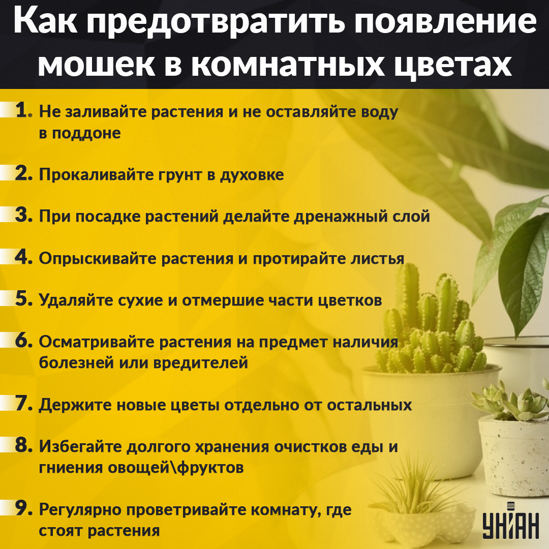 Žemės kandys - kaip greitai jų atsikratyti / Mes Infographics