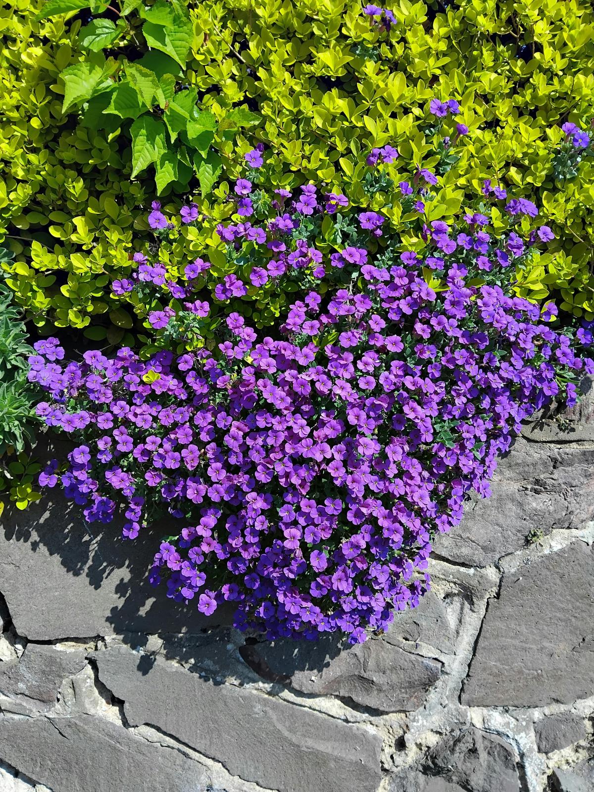 Kokias gėles sodinti kapinėse / nuotrauka pexels.com