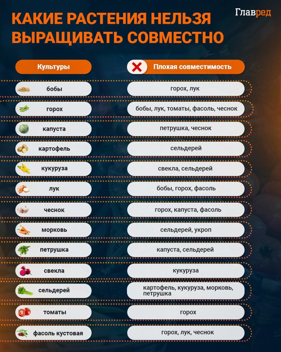 Kokie augalai neturėtų būti auginami kartu infografikas