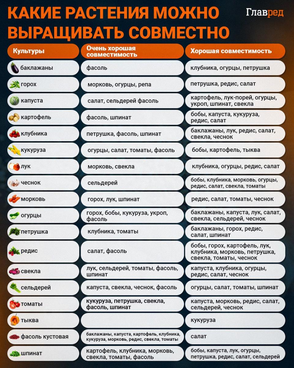 Kokius augalus galima auginti kartu infografikas