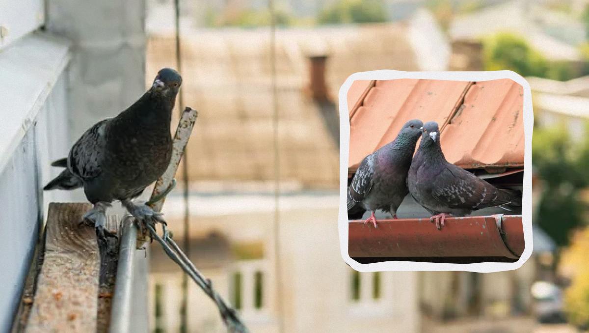 Balandžiai išvengs jūsų balkono ir stogo dešimtąja dalimi: štai ką
