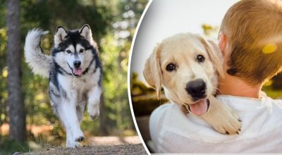 Džiaugsmas šunims kenkia: veterinaras paaiškino, kas yra laimingos uodegos sindromas