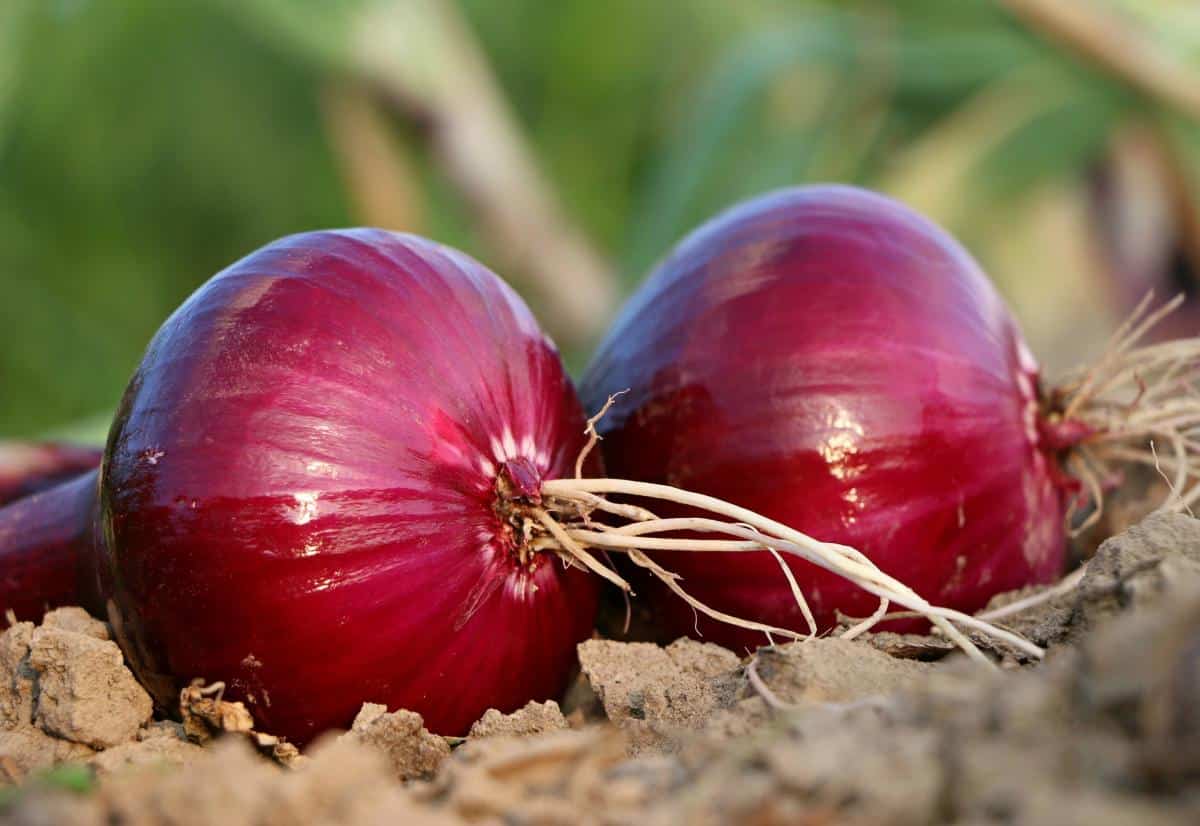 Jam tai nepatinka: ko negalima šerti svogūnų pavasarį
