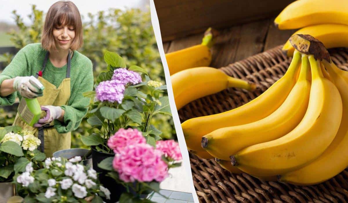Jei hortenzijos nežydi: padės naminės bananų trąšos