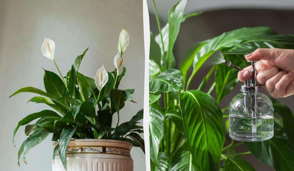 Jei spathiphyllum nežydi: reikia jį maitinti centais.