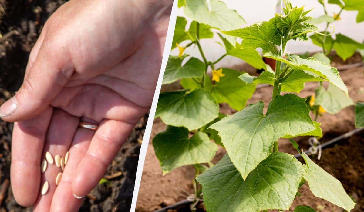 Kada 2025 m. pavasarį sodinti agurkus į atvirą gruntą: Mėnulio