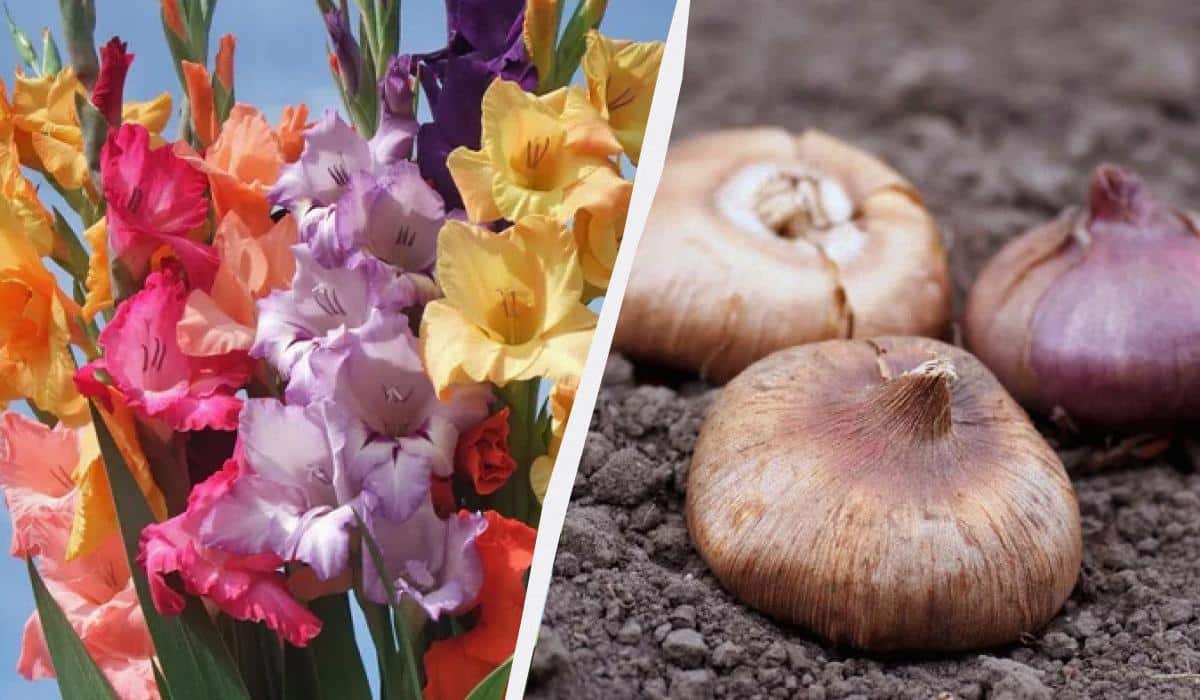 Kada sodinti gladiolas, kad svajonių puokštė būtų sukurta iki rugsėjo