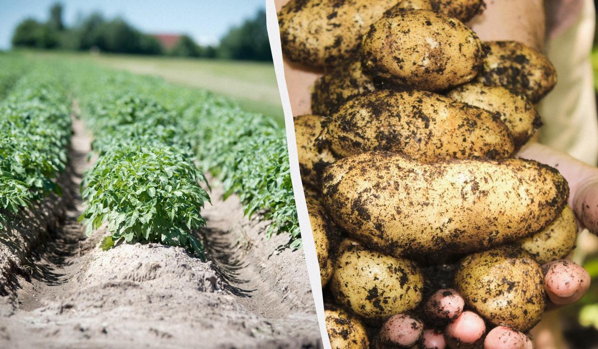 Kaip gauti du bulvių derlius per sezoną: patyrę sodybų augintojai