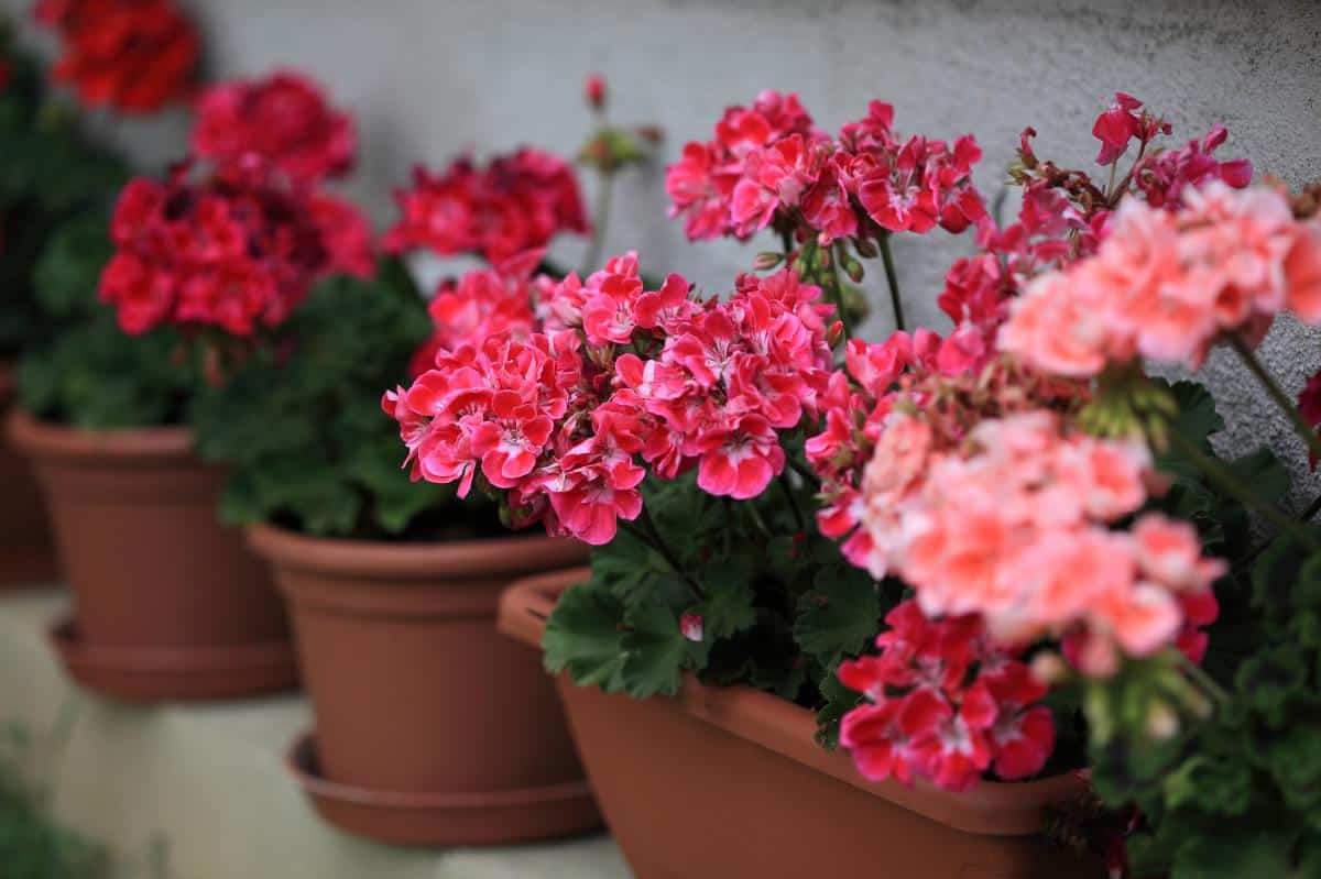 Kaip priversti pelargonijas žydėti ištisus metus: močiutės penio „močiutės” priemonė