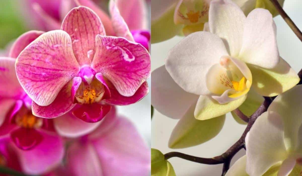 Kaip tinkamai laistyti orchidėją, kad ji nebūtų „nužudyta”: pavojingiausios klaidos