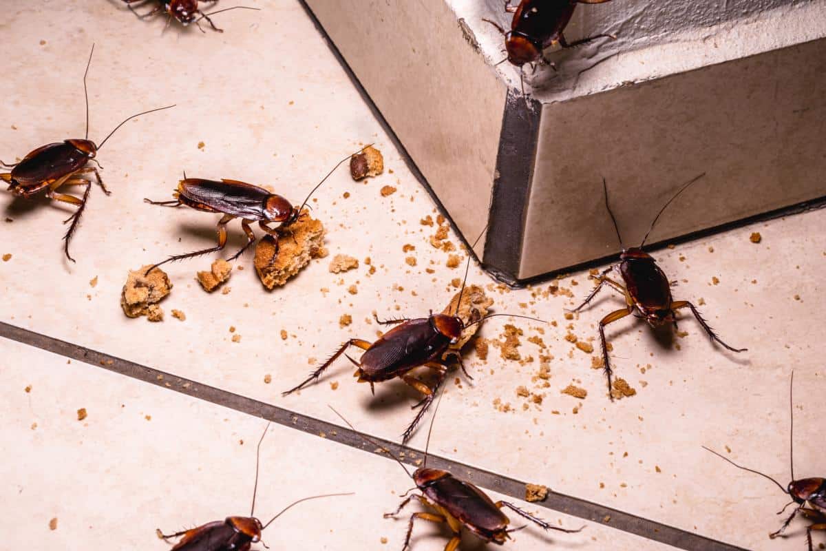 Kaip visam laikui atsikratyti tarakonų: 4 efektyviausi metodai