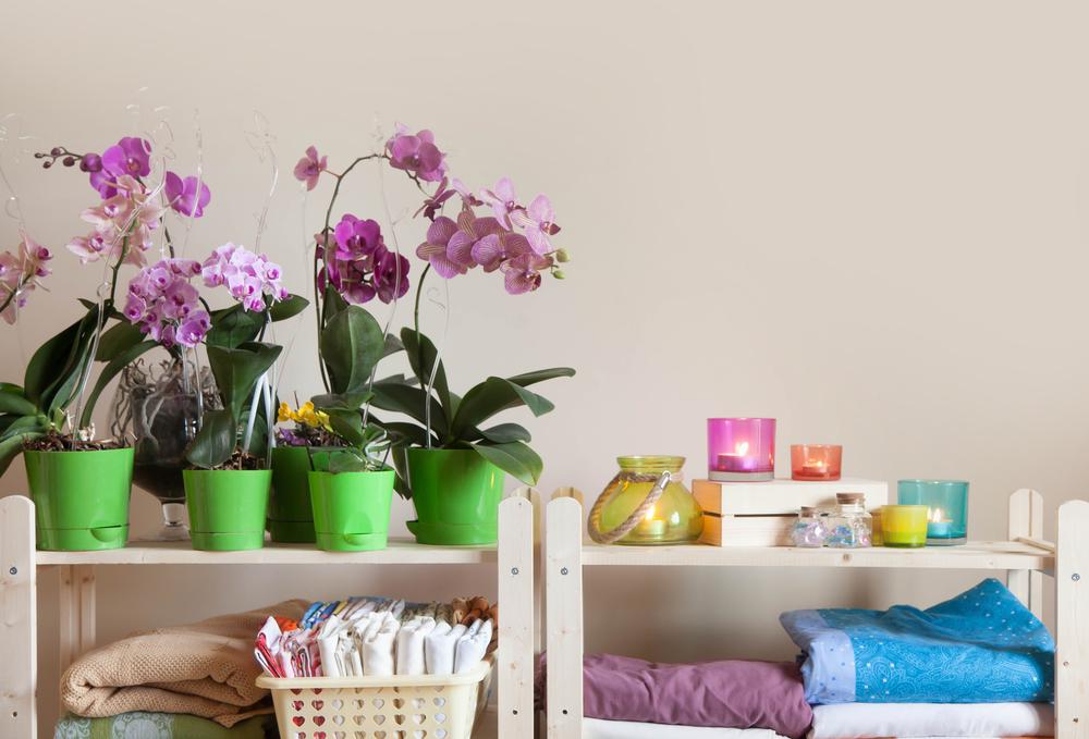Ar galima namuose laikyti orchidėjas / nuotrauka depositphotos.com