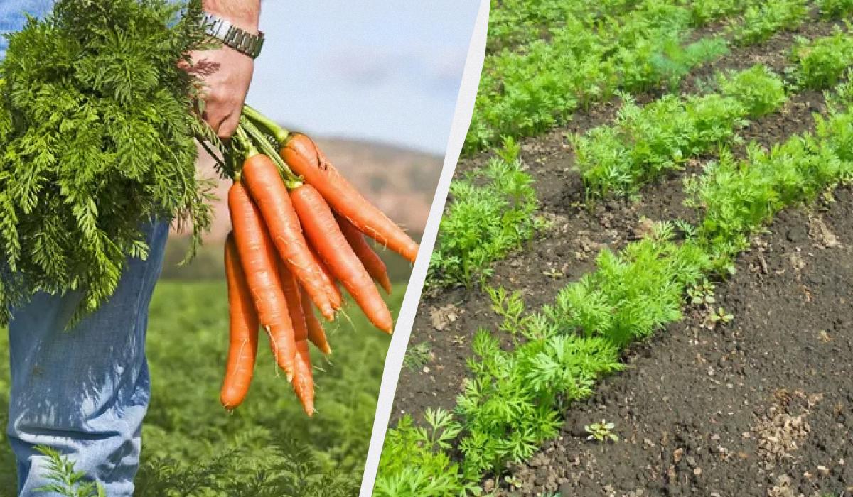 Net ir sausą vasarą morkų derlių galite skinti kibirais: štai