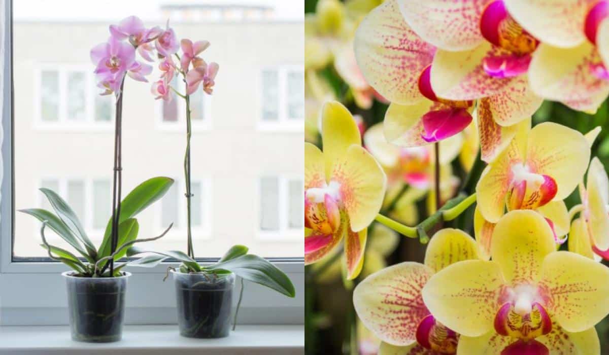Orchidėjos džiugins žiedais 20 metų: kaip laistyti, genėti ir persodinti