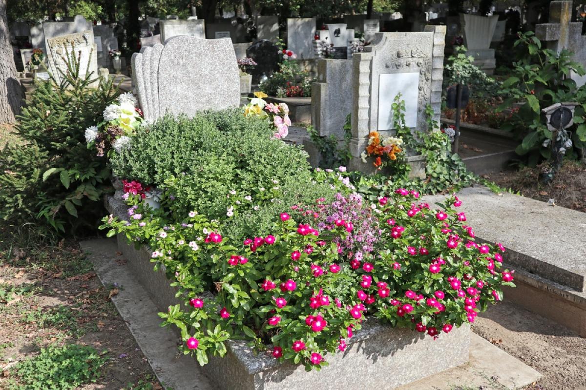 Savaime žydinčios ir mažai priežiūros reikalaujančios gėlės: 4 puikios gėlės