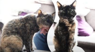 „Seniausia pasaulyje katė” atšventė gimtadienį: kiek jai metų