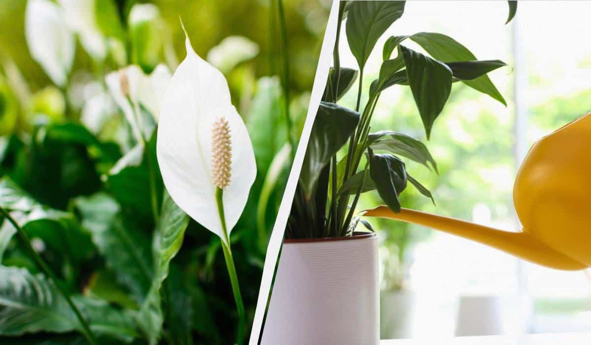 Spathiphyllum žydės „vėl ir vėl”: sodininkų gudrybė