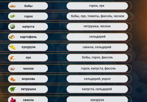 Kokie augalai neturėtų būti auginami kartu