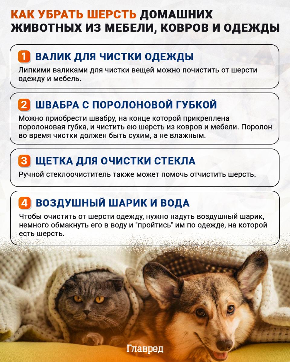 Šunų šeimininkai raginami nebausti savo augintinių: kodėl?