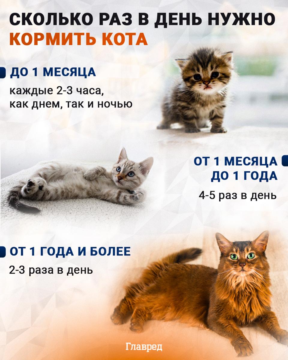 katė, katė, kiek kartų per dieną šerti katę, Mes infografikas