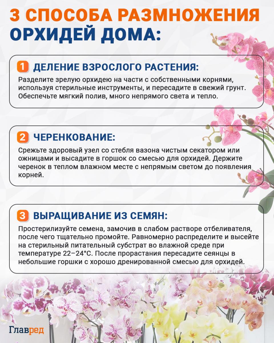3 būdai, kaip dauginti orchidėjas namuose