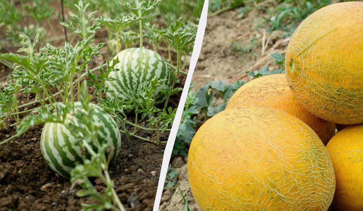 Šią dieną rekomenduojama sėti melionus ir arbūzus: nei anksčiau, nei