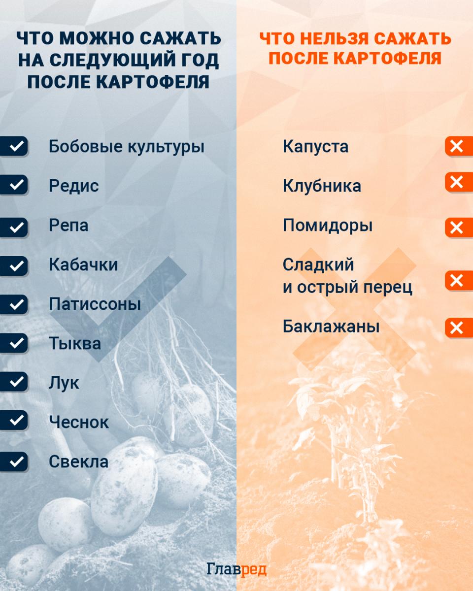 Ką galima sodinti kitais metais po bulvių infografikas