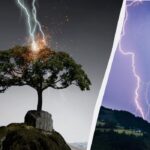 5 medžiai traukia žaibą kaip magnetas: jų nereikėtų sodinti savo