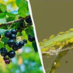 Amarai bėga nuo serbentų neatsigręždami: kaip visiems laikams atsikratyti kenkėjų